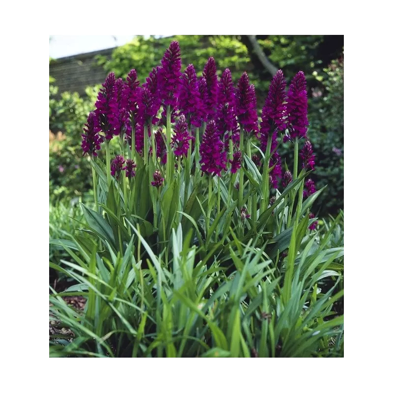 Lauko orchidėjos internetu