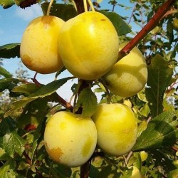Naminė slyva - Prunus domestica LATVIJOS GELTONA