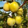 Plum - Prunus domestica LATVIAN YELLOW