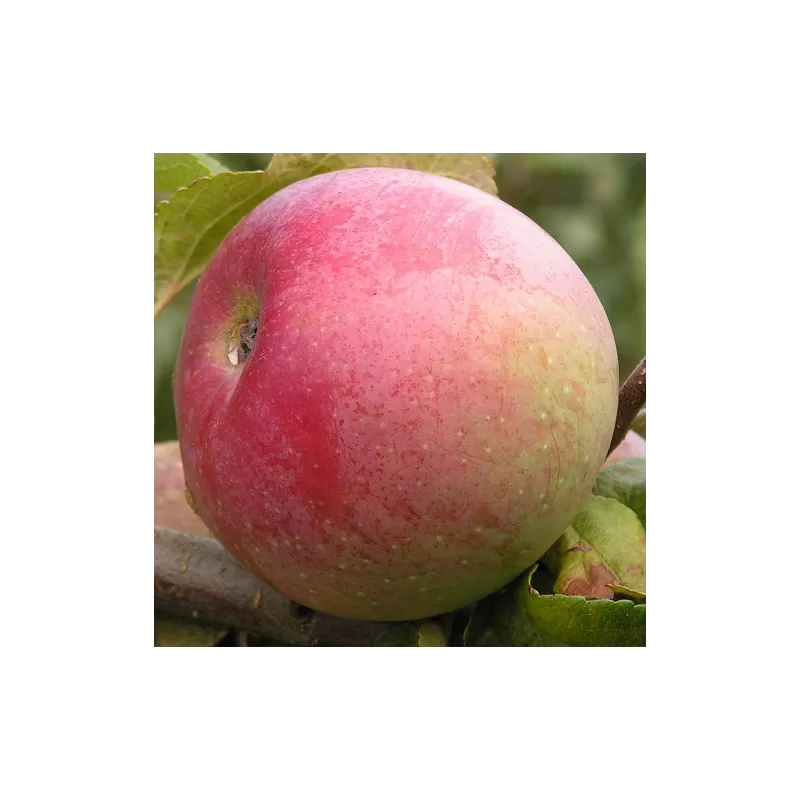 Paprastoji (naminė) obelis Alesia - Malus domestica Alesia M26/B118 GR