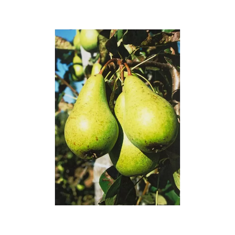 Paprastoji kriaušė (p. Kaukazinė kriaušė) Alna - Pyrus communis