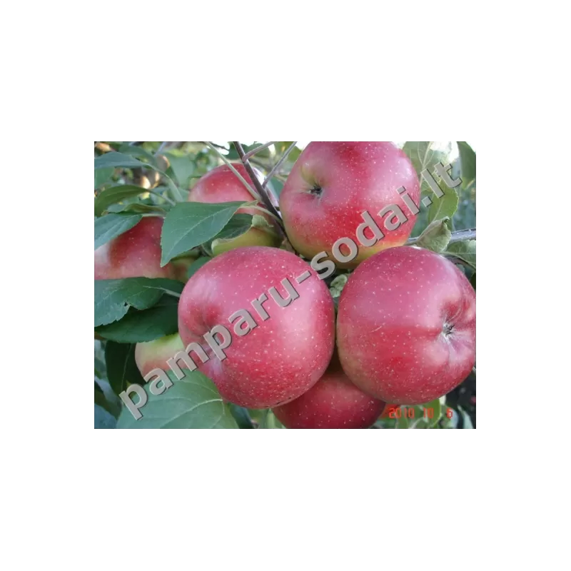 Obelų sodinukai internetu su pristatymu į namus