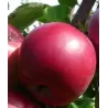 Paprastoji (naminė) obelis KORTLAND - Malus domestica CORTLAND
