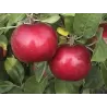 Paprastoji (naminė) DŽERSI MAK - Malus domestica JERSEY MAC