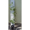 Paprastoji (naminė) obelis DŽERSI MAK - Malus domestica JERSEY MAC P24C5,6/P22C7 110-150 CM 3/4METAI GYVA FOTO AA kokybė