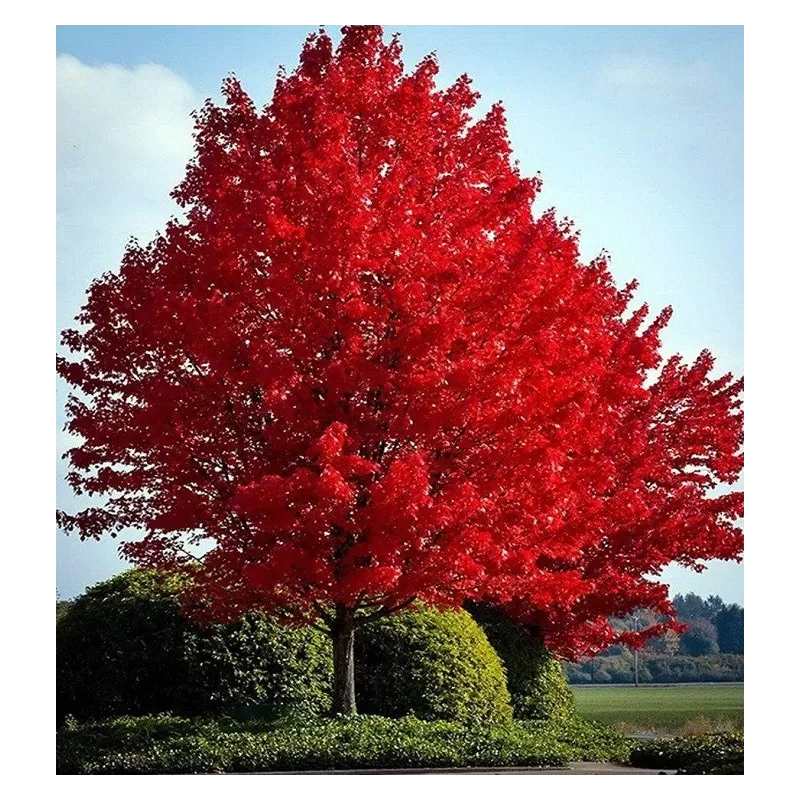 2023 M.: Raudonasis klevas - Acer rubrum BURGUNDY BELLE c1 pristatymas nuo 2023 m. gegužės