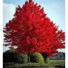 2023 M.: Raudonasis klevas - Acer rubrum BURGUNDY BELLE c1 pristatymas nuo 2023 m. gegužės