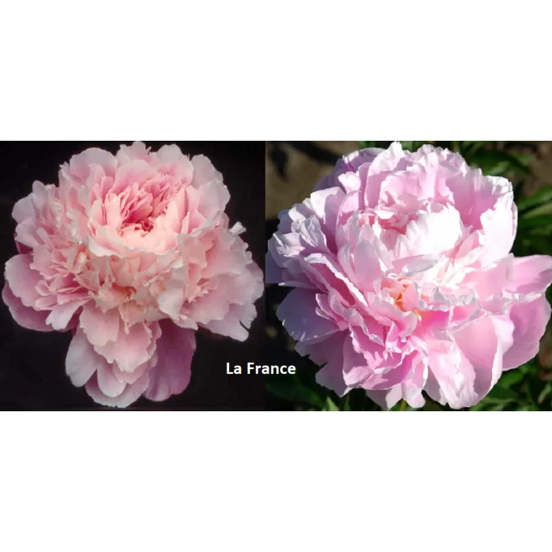 Bijūnų sodinukai internetu su pristatymu į namus