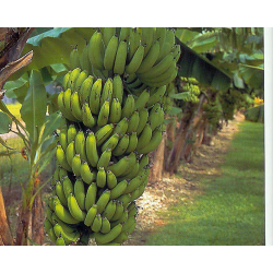 Kininis bananmedis - Musa Grand Nain
