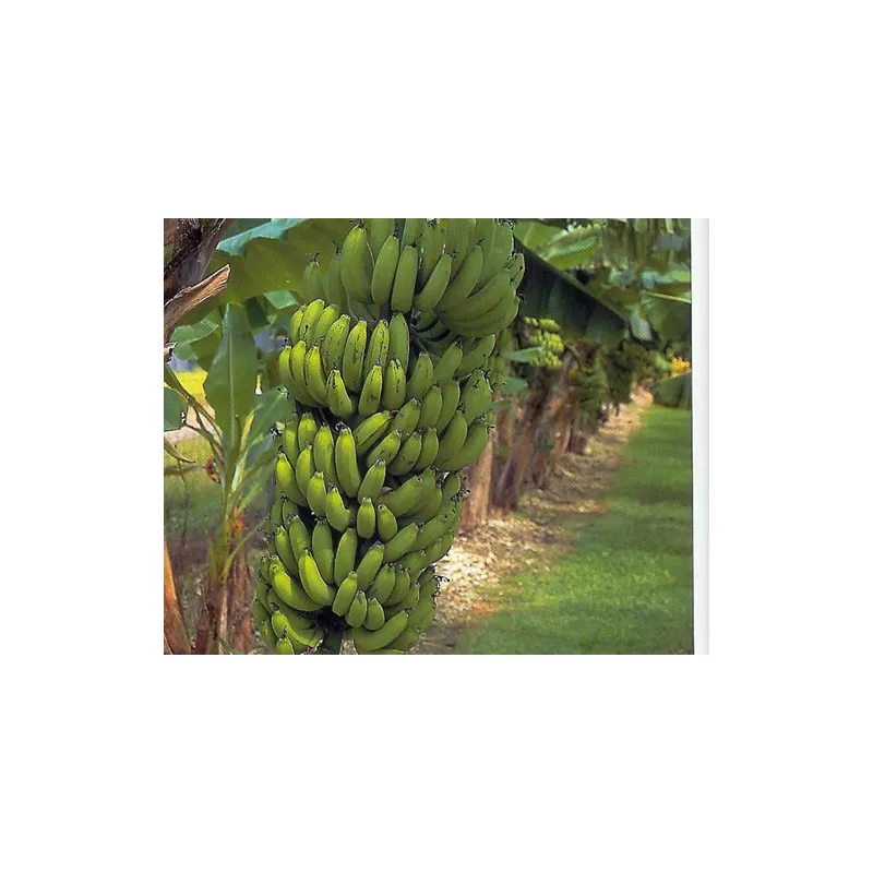 Kininis bananmedis - Musa Grand Nain