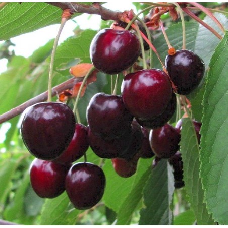 Sweet cherry - Prunus avium REGINA