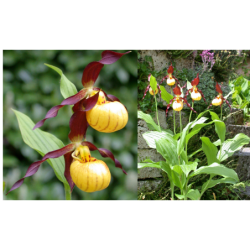 Lauko orchidėja (klumpaitė) - Frosch® Hybrid Cypripedium Emil...