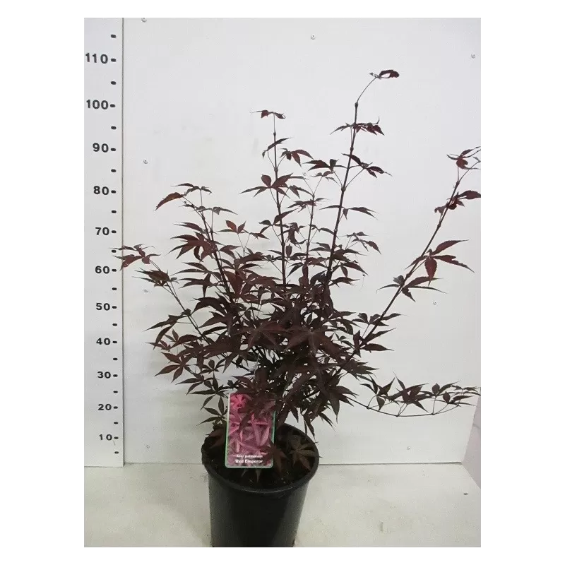 Medžiai ir krūmai internetu su pristatymu į namus visoje Lietuvoje