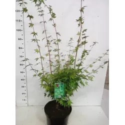 Medžiai ir krūmai internetu su pristatymu į namus visoje Lietuvoje