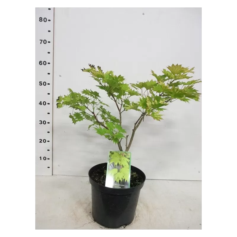 Medžiai ir krūmai internetu su pristatymu į namus visoje Lietuvoje