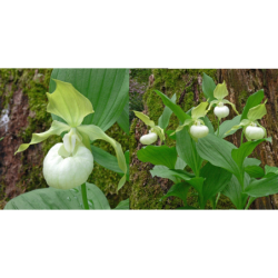 Lauko orchidėja (klumpaitė) - Clone Cypripedium Frosch's...