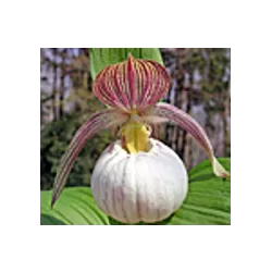 Lauko orchidėja - Frosch® Hybrid Cypripedium Sabine 0 pristatymas spalio viduryje