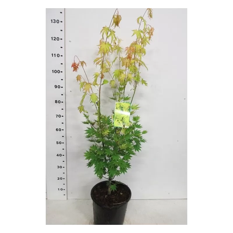 Medžiai ir krūmai internetu su pristatymu į namus visoje Lietuvoje