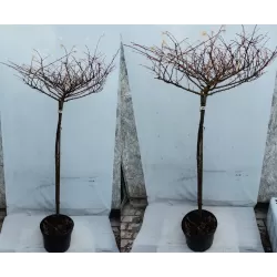 Japoninis maumedis - Larix kaempferi Magic gold P33C15 STAM120 165CM (trijų metų vainikas/antskiepis) gyva foto Nr.2 2021-11-22