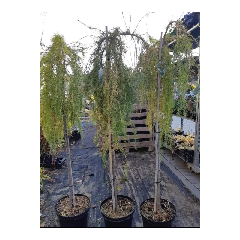 Garden plants/Trees/Flowers/ web-shop