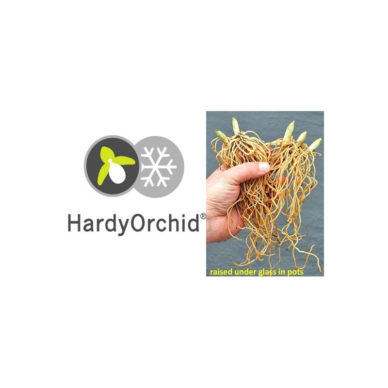 Lauko orchidėja - HardyOrchid® Hybrid XL Cypripedium Gabriela