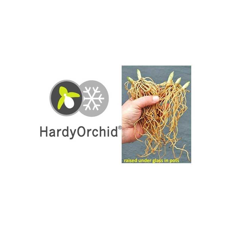 Lauko orchidėja - HardyOrchid® Hybrid XL Cypripedium Sabine
