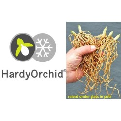 Lauko orchidėja - HardyOrchid® Hybrid XL Cypripedium Tanja...