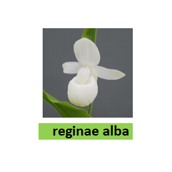 Lauko orchidėja - HardyOrchid® Species L Cypripedium reginae...