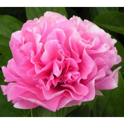 Paeonia Carnation Bouquet 3-5 - hibridas - rožinis - pusiau...