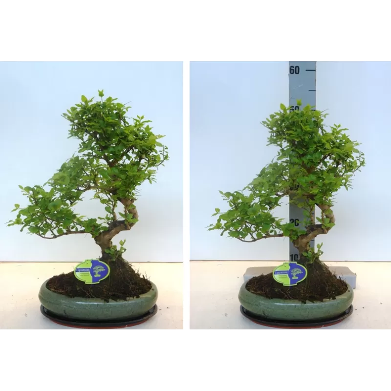 Bonsai - Ligustrum 29Ø 45cm augintojas Lodder bonsai (tik ir Kaune)