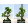 Bonsai - Ligustrum 29Ø 45cm augintojas Lodder bonsai (tik ir Kaune)