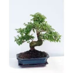 Bonsai - Ligustrum 29Ø 45cm augintojas Lodder bonsai (tik ir Kaune)