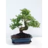 Bonsai - Ligustrum 29Ø 45cm augintojas Lodder bonsai (tik ir Kaune)