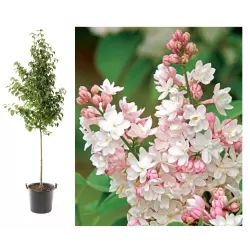 Alyva, stiebinė, skiepyta ant koto - Syringa vulgaris Beauty of Moscow 3metų vainiku 90CM STEM C12