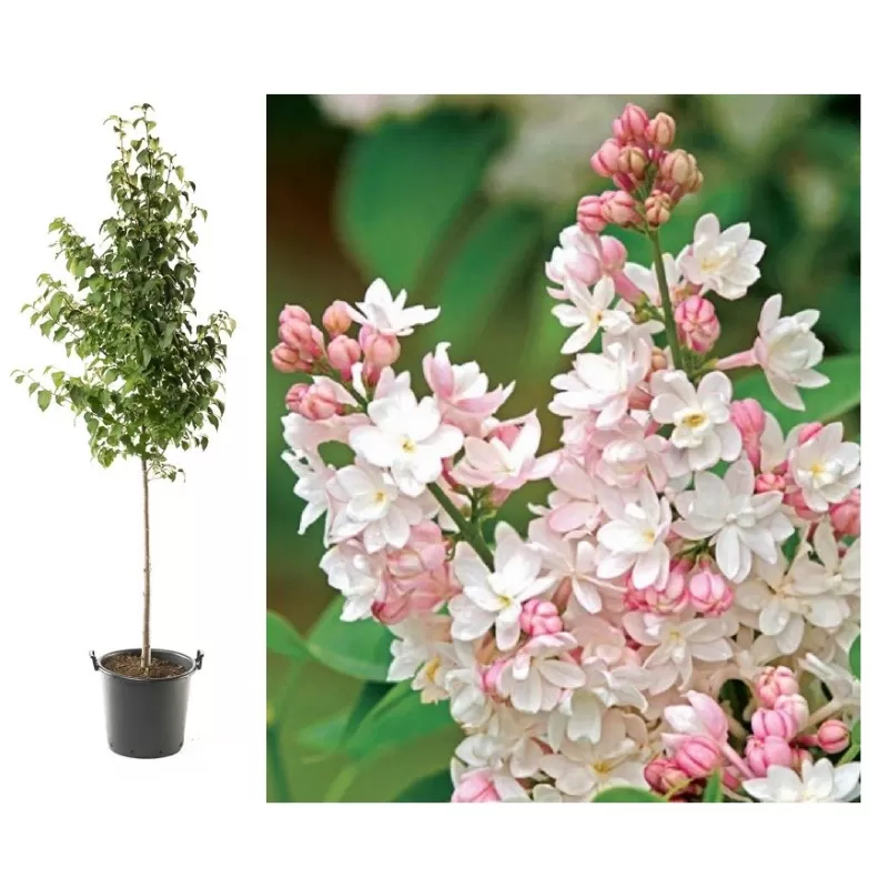 Alyva, stiebinė, skiepyta ant koto - Syringa vulgaris Beauty of Moscow 3metų vainiku 90CM STEM C12
