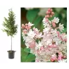 Alyva, stiebinė, skiepyta ant koto - Syringa vulgaris Beauty of Moscow 3metų vainiku 90CM STEM C12