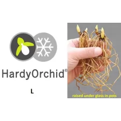Lauko orchidėja - HardyOrchid® Species L Cypripedium speciosum (L)