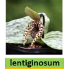 Lauko orchidėja - HardyOrchid® Species L Cypripedium lentiginosum (M) pristatymas spalio viduryje
