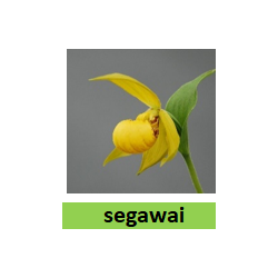 Lauko orchidėja - HardyOrchid® Species L Cypripedium segawai...