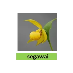 Lauko orchidėja - HardyOrchid® Species L Cypripedium segawai (L) pristatymas spalio viduryje