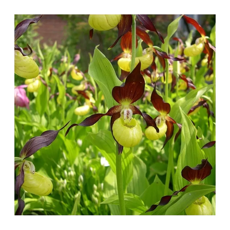 Lauko orchidėjos internetu