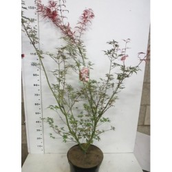 Acer pal. Pink Passion C12 100-125 is Shirazz pristatymas nuo...