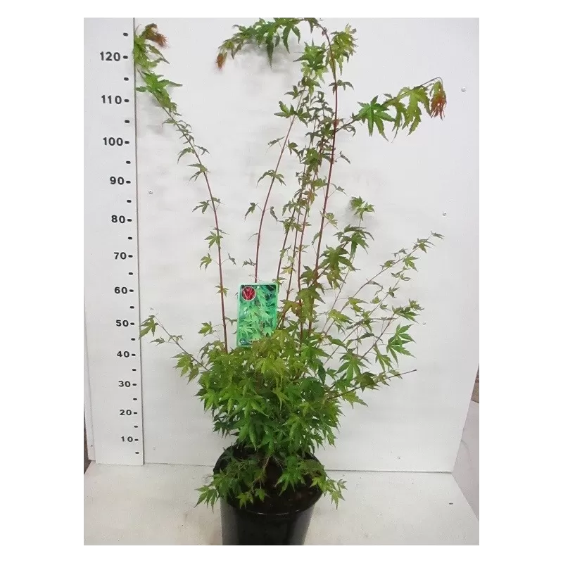 Medžiai ir krūmai internetu su pristatymu į namus visoje Lietuvoje