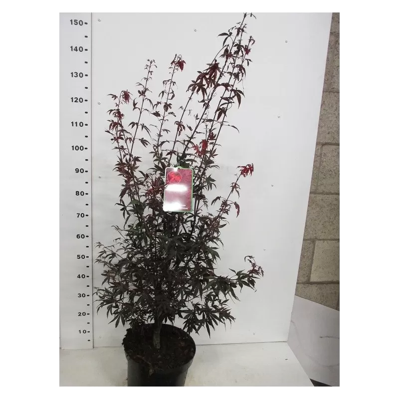 Medžiai ir krūmai internetu su pristatymu į namus visoje Lietuvoje