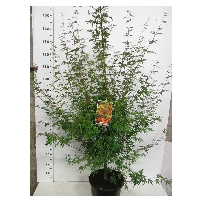 Medžiai ir krūmai internetu su pristatymu į namus visoje Lietuvoje