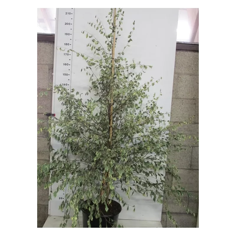 Medžiai ir krūmai internetu su pristatymu į namus visoje Lietuvoje