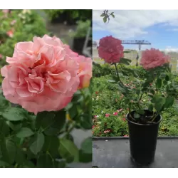 Rožė - Rosa AUGUSTA LUISE ®