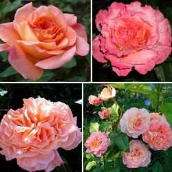 Rožė - Rosa Augusta Luise (Tangust) Tantau®  Nostalgic Roses® C4 gyva foto 2022-07-05