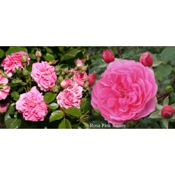 Rožių krūmai internetu su pristatymu į namus