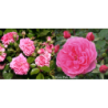 Rožė - Rosa PINK SWANY ®